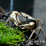 黃綠澤蟹