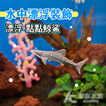 漂浮 點點鯨鯊