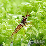 蘇拉維西可樂蝦