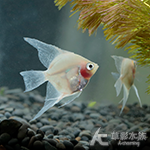 赤月神仙（2.5cm）