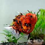 短尾泰國獅頭（6cm）