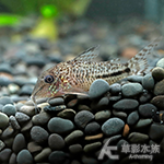 南十字星鼠（3.5cm）