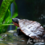 桃紅側頸龜（5.5cm） 001