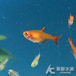 噴火燈（1.4cm）