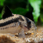 寬帶二線英哥鼠（3.3cm）