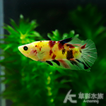 螢光糖果PK將軍鬥魚（公魚）