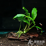 眼鏡蛇小榕沉木