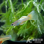 黃金粉紅禮服孔雀（對魚）