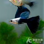 艾爾銀藍尾禮服孔雀（對魚）