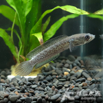 喜馬拉雅藍寶石雷龍（7.6cm） 001