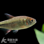 赤焰河虎燈（3~3.5cm）