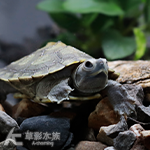 黑化巴西龜（5cm）