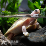 奶油焦糖巴西龜 001（5.5cm）