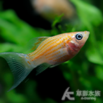 金天鵝（2.5cm）