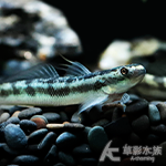 寬頰瓢鰭蝦虎（4~6cm）