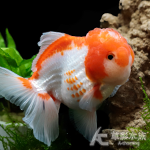 元寶半月泰國獅頭（6~7cm）