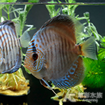 藍蛇紋松石七彩神仙（7~8cm）