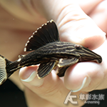 L027d 重金屬黃金雷神皇冠豹（7cm） 008