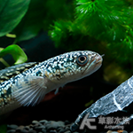 火山雷龍（14cm） 001