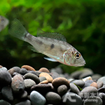 三點寶石鯛（3cm）