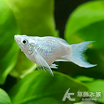 白金天鵝（2.5~3cm）