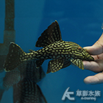 鑽石皇冠豹（15.8cm） 005