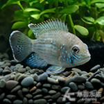 藍面財神（5~6cm）