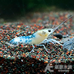 白頭幽靈螯蝦（2cm）