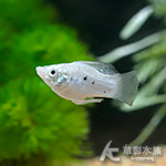 白瓷球（2~2.5cm）