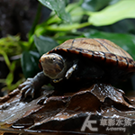 紅面蛋龜 005（6.2cm）