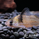 紅頭擬鼠貓（4cm）