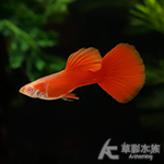 A級 全紅白子孔雀（對魚）