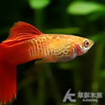 A級 蛇紋紅尾孔雀（對魚）