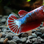 特級短尾PK將軍鬥魚（雙色系/母魚）