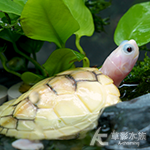 奶油焦糖巴西龜 002（6cm）