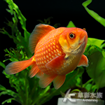 A級 珠鱗（7~8cm）