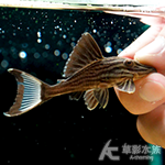 L027d 重金屬黃金雷神皇冠豹（6cm）009