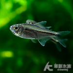 紫皇后可卡燈（1.5~2cm）