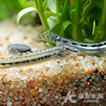 屏東花鰍（3.5~5cm）