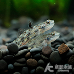 紅鑽幽靈蝦虎（3~3.5cm）