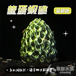 龍蛋蝦礁 金銀色（含吸盤）