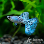 A級 金屬蛇紋藍草尾孔雀（對魚）