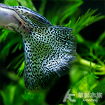 A級 紫草尾孔雀（對魚）