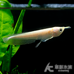 白子銀帶（6.5cm）