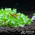 澳洲天湖荽鐵片（8x8cm）水上葉