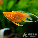 金莎琴尾茉莉（2.5~3.5cm）