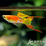 A級 黃化紅珊瑚雙劍孔雀（對魚）