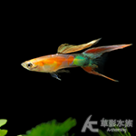 S級 黃化紅珊瑚雙劍孔雀（對魚）