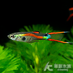 委內瑞拉雙劍孔雀（公魚）