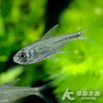 雪月可卡燈（3cm）